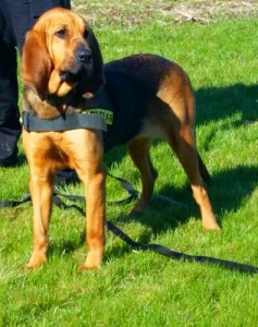 K9 Bella (2)